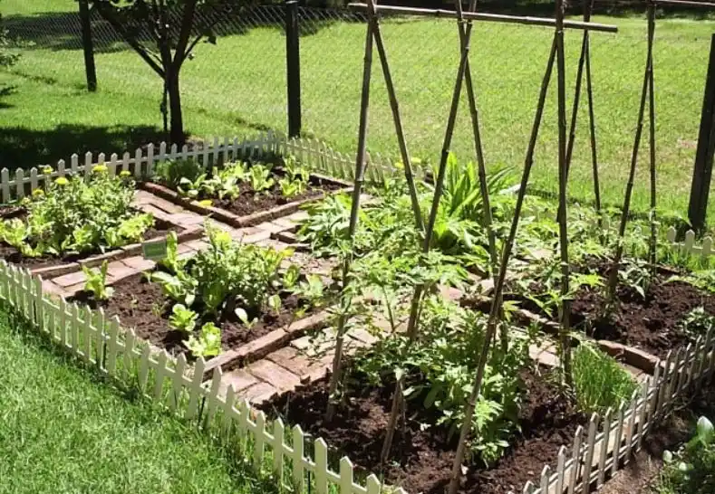 El INTA realizará una charla para obtener semillas de fruta y verdura