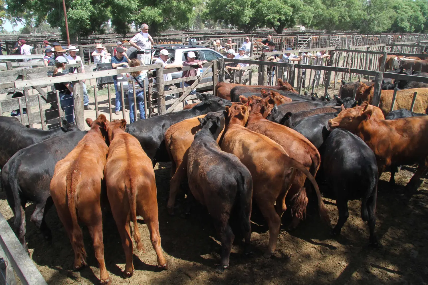 Los Arzoz empiezan noviembre en la feria