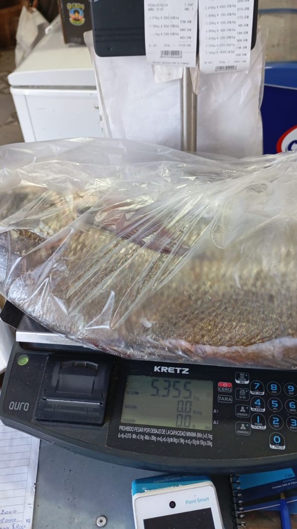 Pescaron hermoso ejemplar de corvina negra en Reta