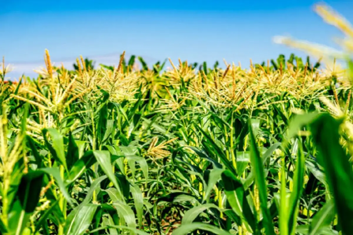 Para la Bolsa de Cereales, la intención de siembra del maíz entrerriano alcanzaría las 450.000 hectáreas