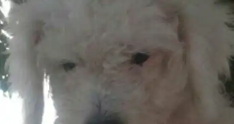 Mascota perdida