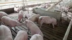 Recomendaciones para evitar la propagación y ocurrencia de brotes de triquinosis