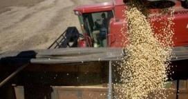 Prohiben el uso de plaguicidas en granos durante su traslado
