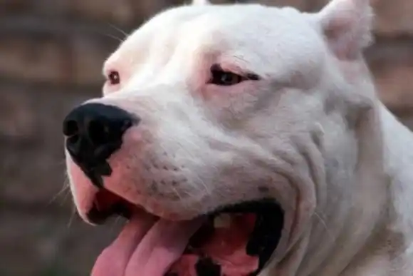 Ahorcó a un perro y lo dejó muriéndose en un basural: recibió una durísima condena