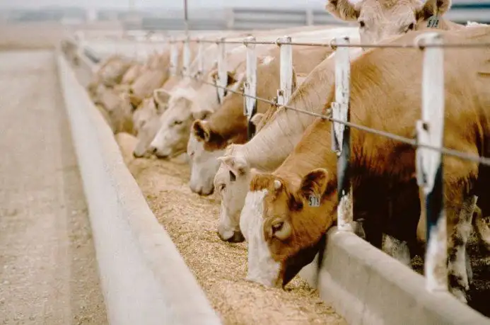 vacas-carne