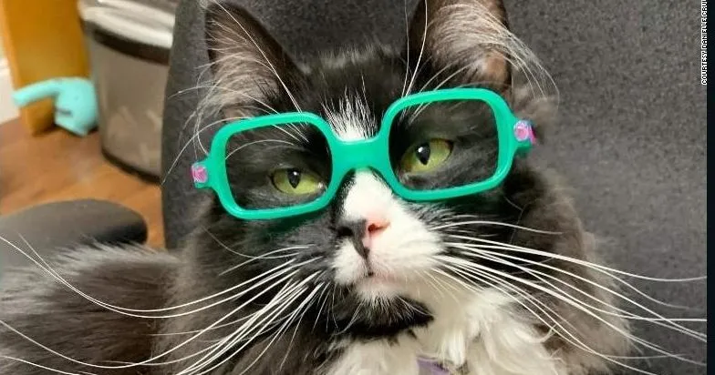 Truffles: es una gatita muy especial