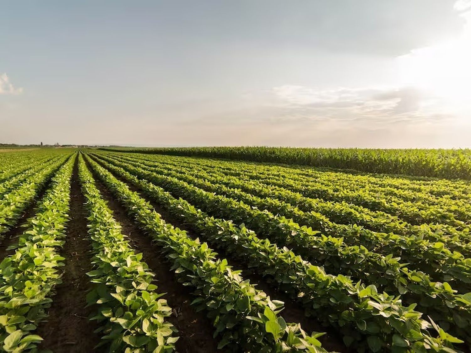 El Estado absorbe la mayor parte de la renta agrícola en Entre Ríos