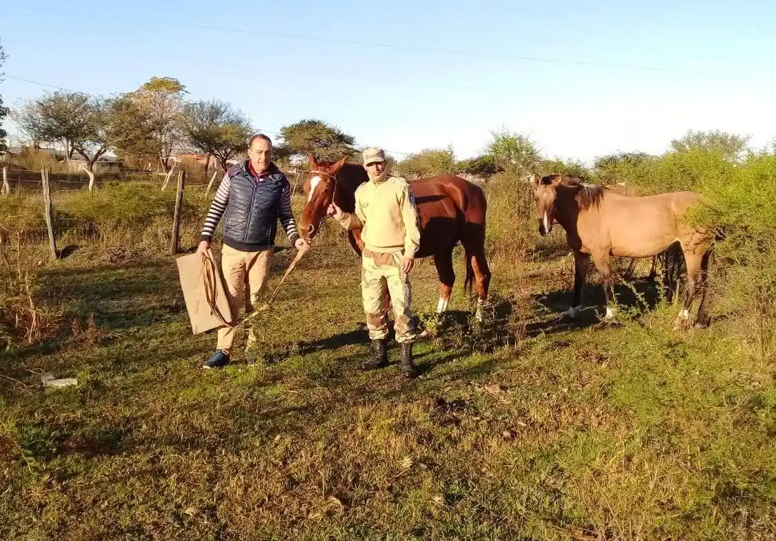Robaron nueve vacas y un caballo: La brigada de Abigeato logró recuperarlos