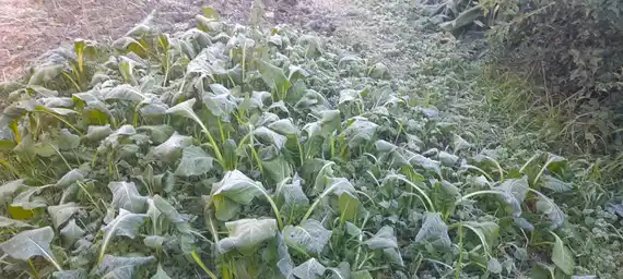 El Servicio Meteorológico Nacional emitió un alerta amarilla por frío extremo para todo el este de la provincia