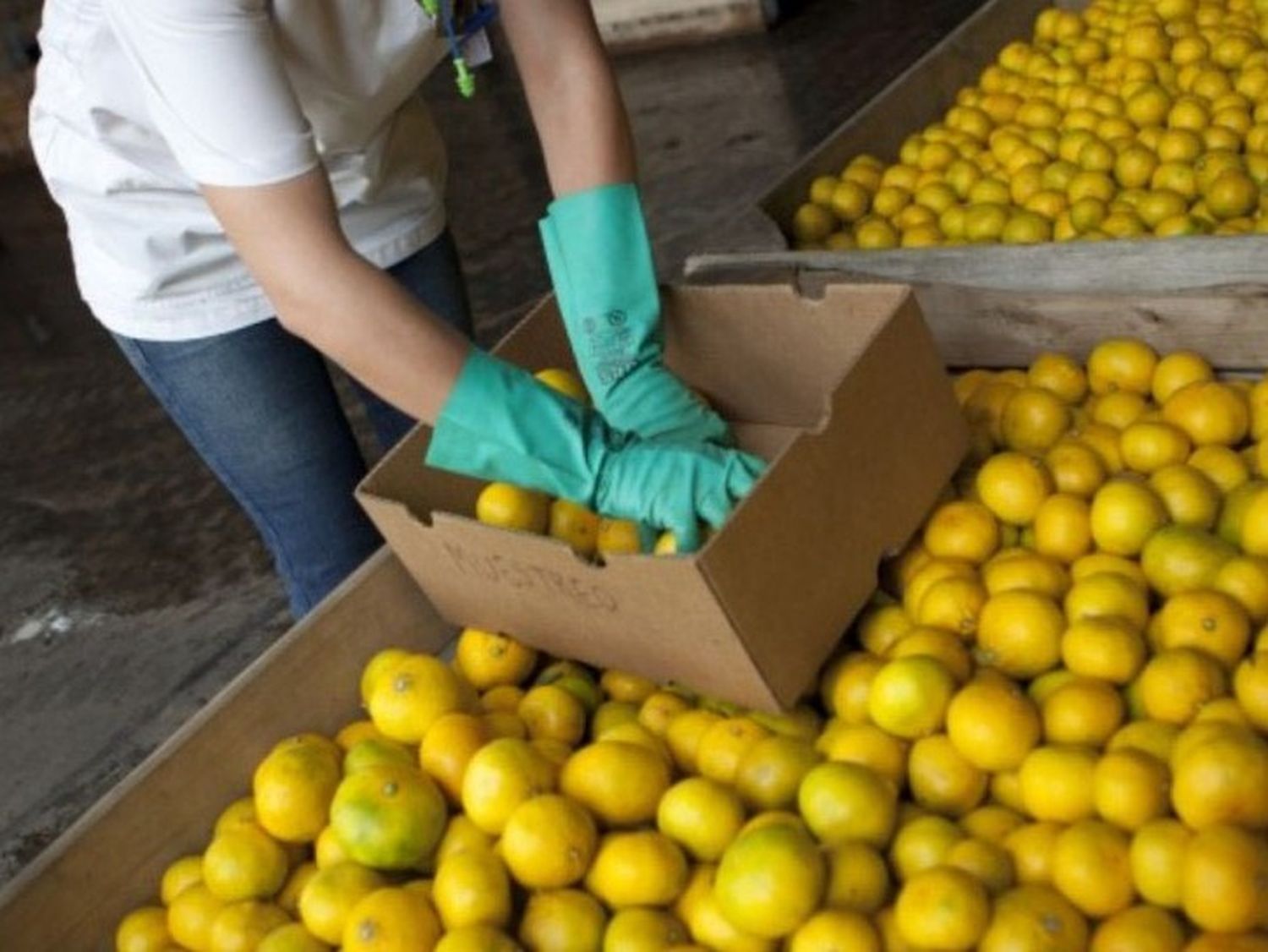 Los limones argentinos consiguen nuevo mercado pero a la carne se le cierran puertas