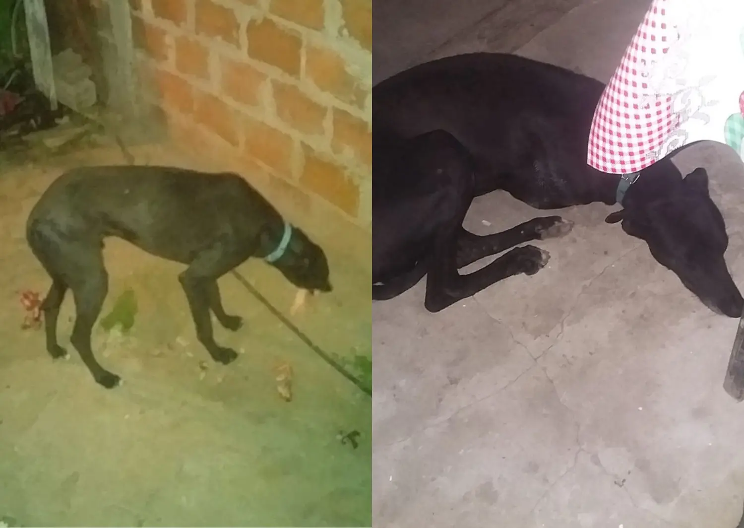 Perro perdido: buscan a Negro