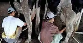 Pequeños tamberos realizarán una asamblea ante la alarmante situación que atraviesa el sector