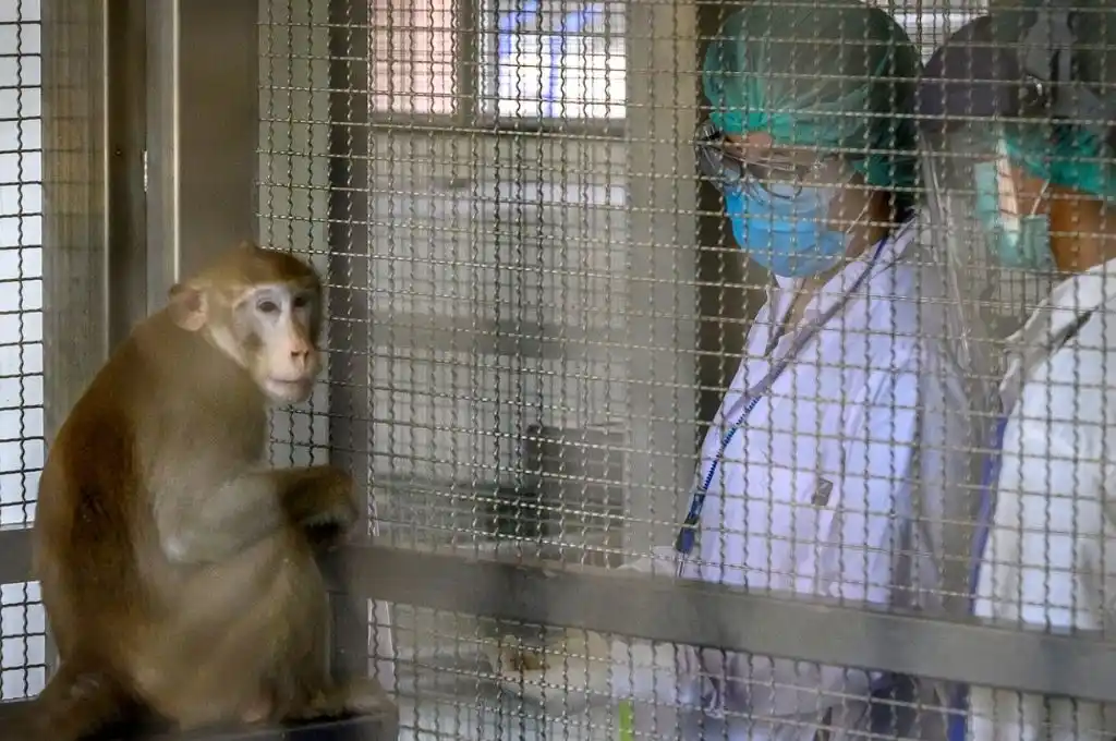 Bolivia informa del primer caso sospechoso de viruela del mono