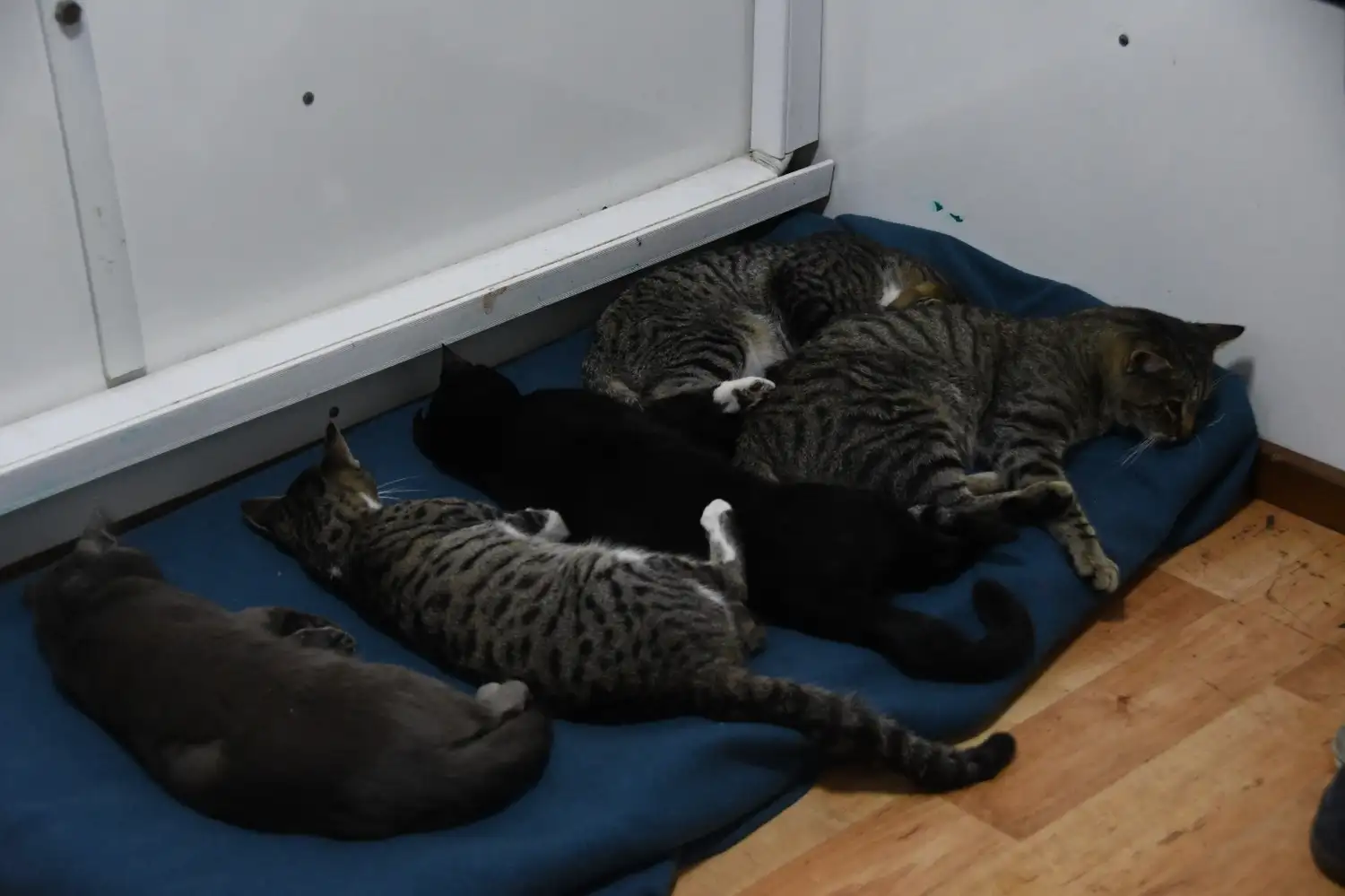 Castraciones para perros y gatos: el municipio difundió el cronograma de agosto