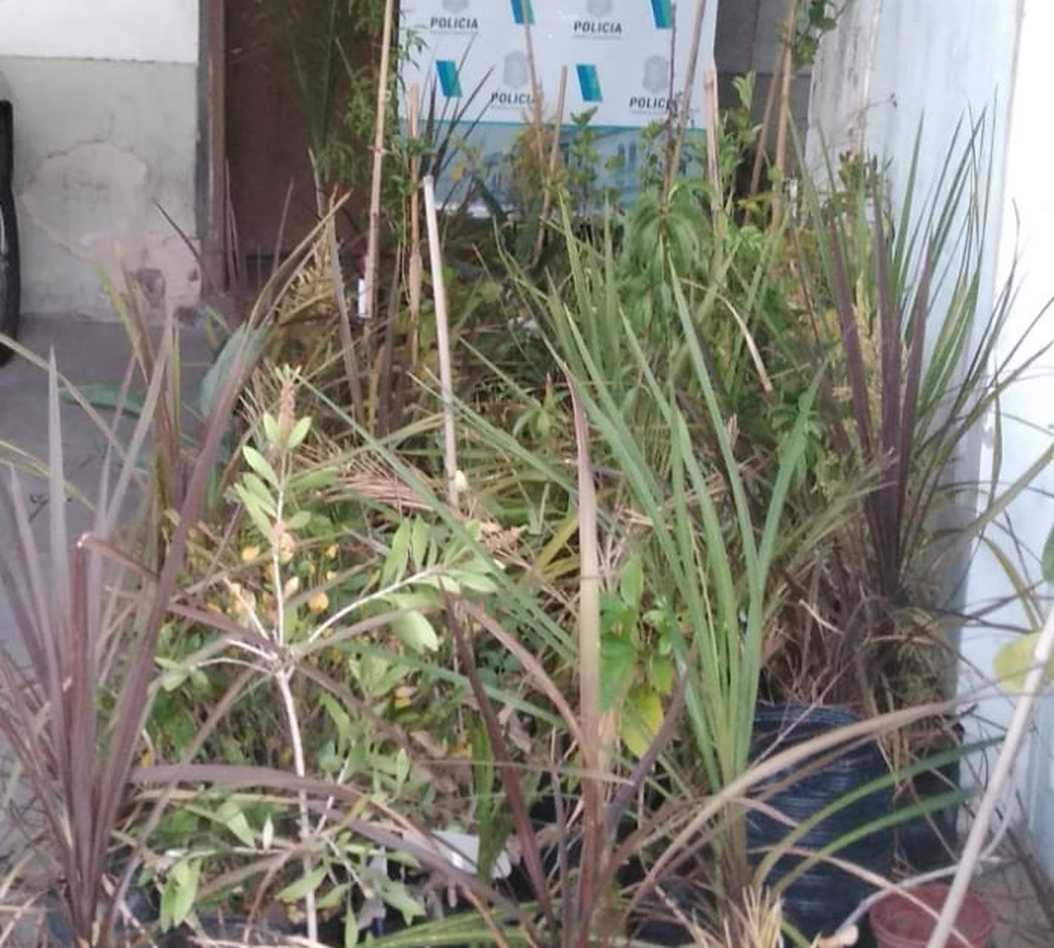 Viverista recuperó 200 plantas que le robaron de su comercio