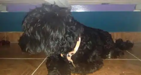 Perrita Encontrada