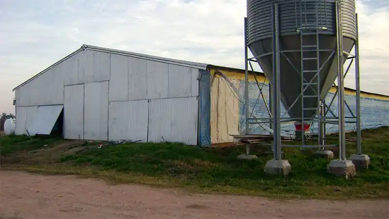 Las granjas avícolas ponen manos a la obra para no perder la producción