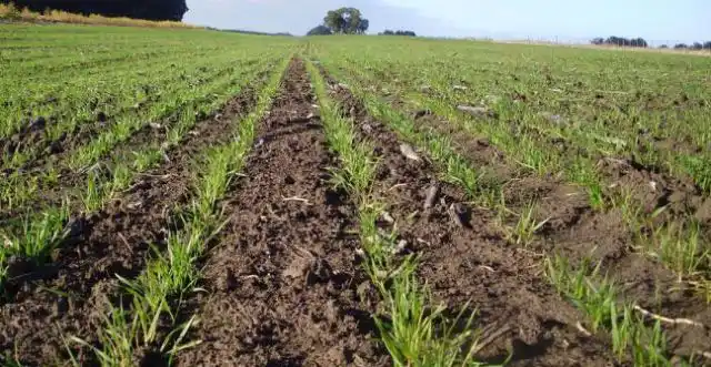 Crecerá la siembra de trigo y cebada en los campos del distrito