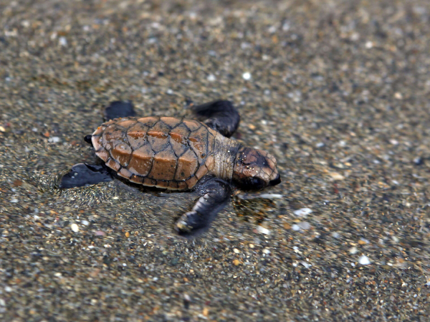 Nacieron 97 tortugas en peligro de extinción en una playa que quedó vacía por la cuarentena