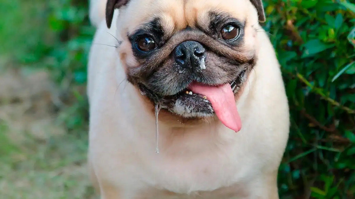 moquillo