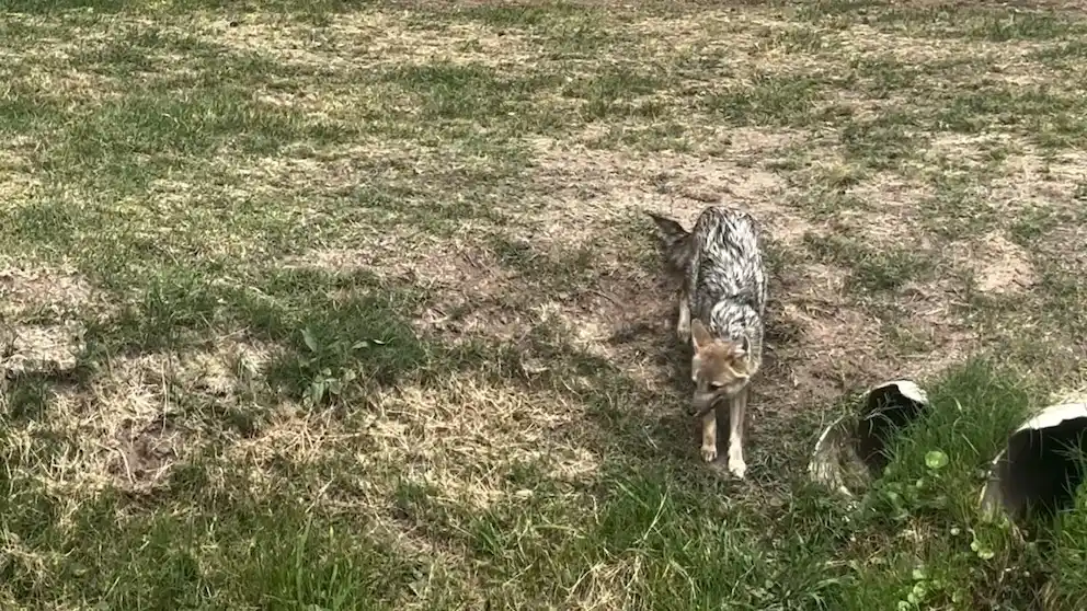 En Canning, denuncian presencia de zorros que atacan a mascotas: “La cortó toda desde la panza hasta el lomo"