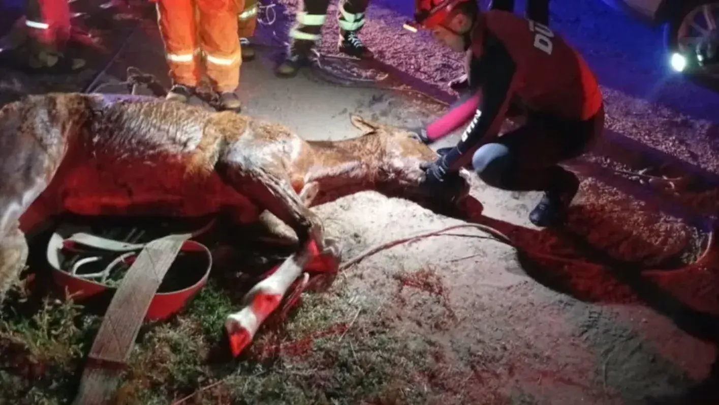 Rescataron a un potrillo que cayó a un canal de riego en Cruz del Eje