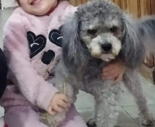 Sebastián, el caniche se perdió hace unos 10 días y esperan encontrarlo.
