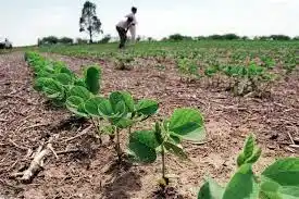La soja va rumbo a una siembra con crecimiento, pero con varios obstáculos en el camino