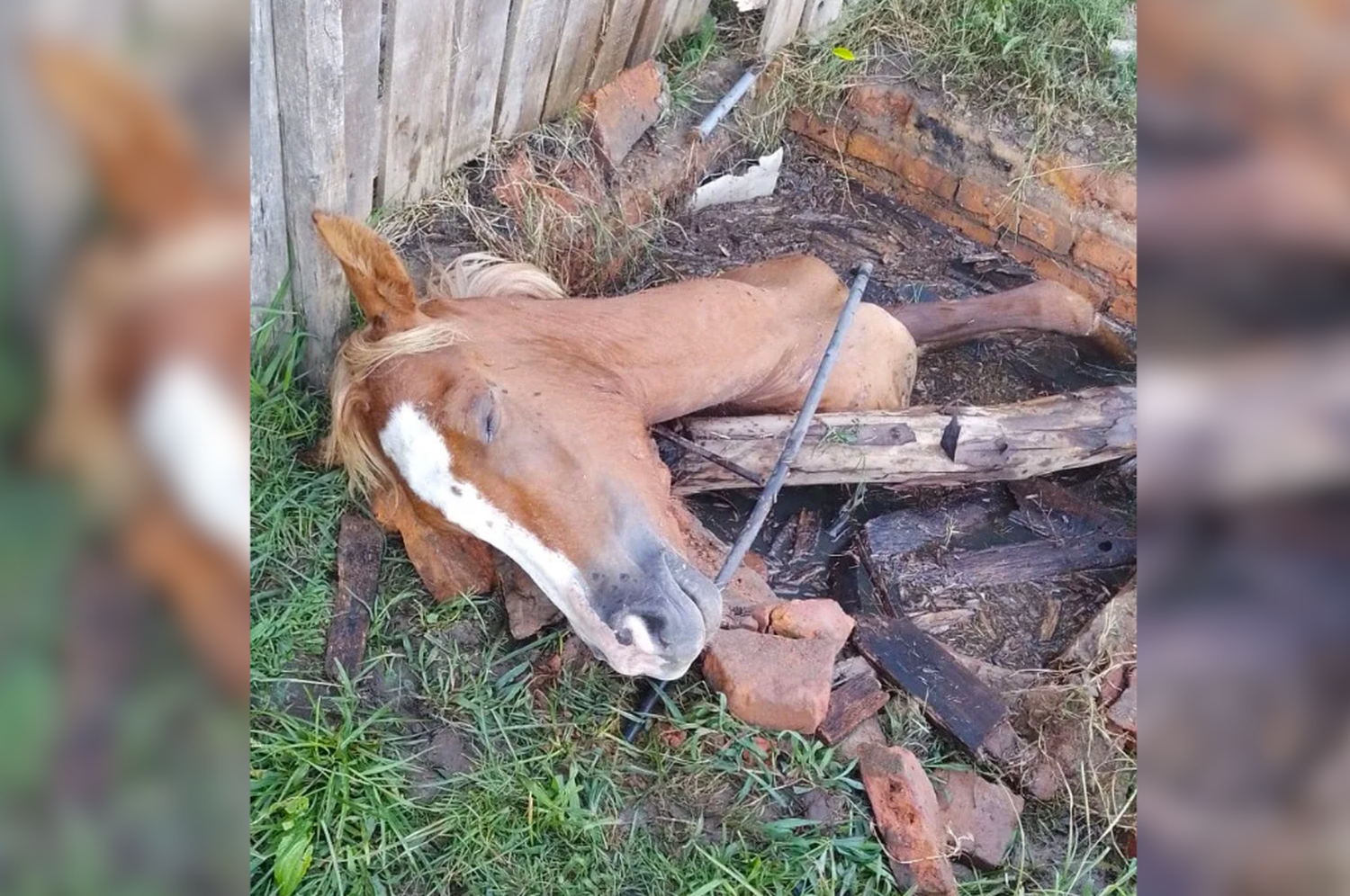 Vecinos colocaron palos para que el caballo pudiera mantener el cuello fuera de los líquidos cloacales y no se ahogara.