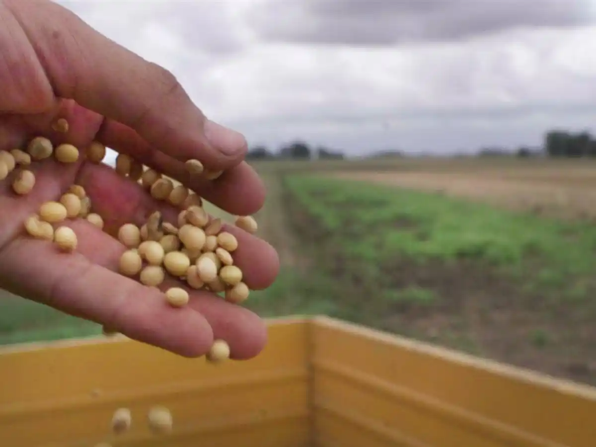 Aumentó casi 15% la molienda de oleaginosas en abril