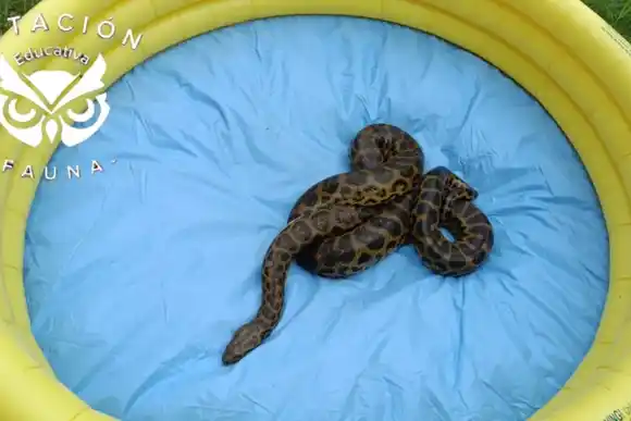 ¡Qué susto! Encontraron una boa de más de dos metros en una ciudad santafesina