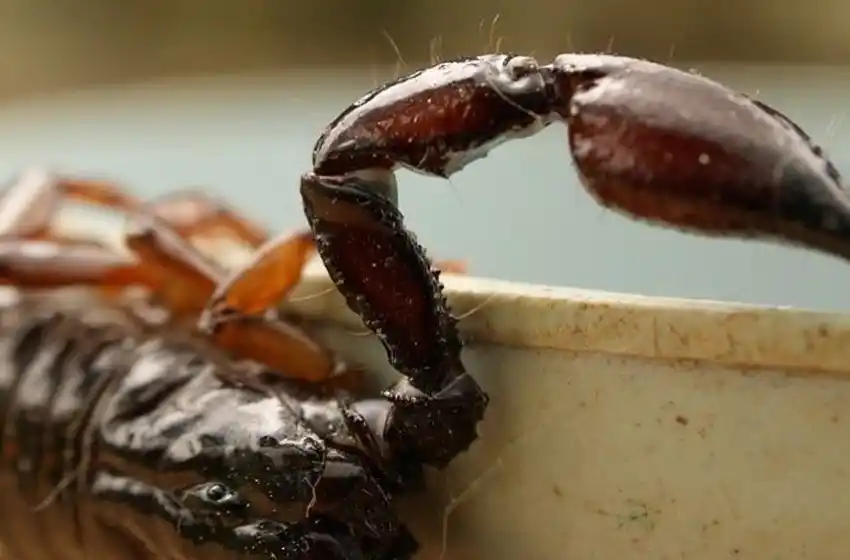 Un niño de 4 años quedó internado tras la picadura de un alacrán