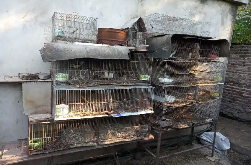 Tras una denuncia detienen a un criador ilegal de pájaros