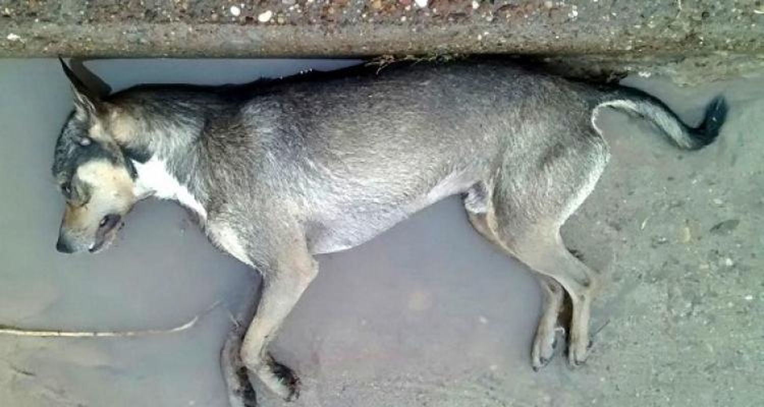 Alertan y difunden cómo actuar ante casos de mascotas envenenadas
