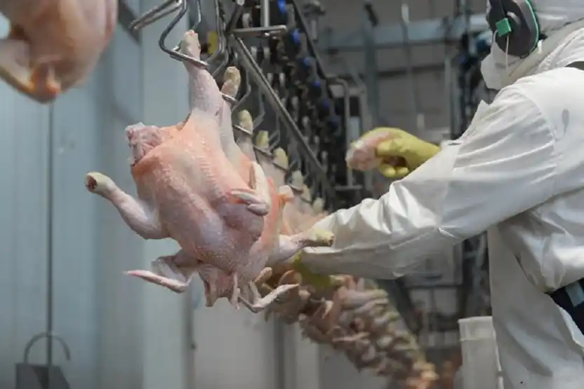 Habilitaron la certificación electrónica para la exportación de productos aviares