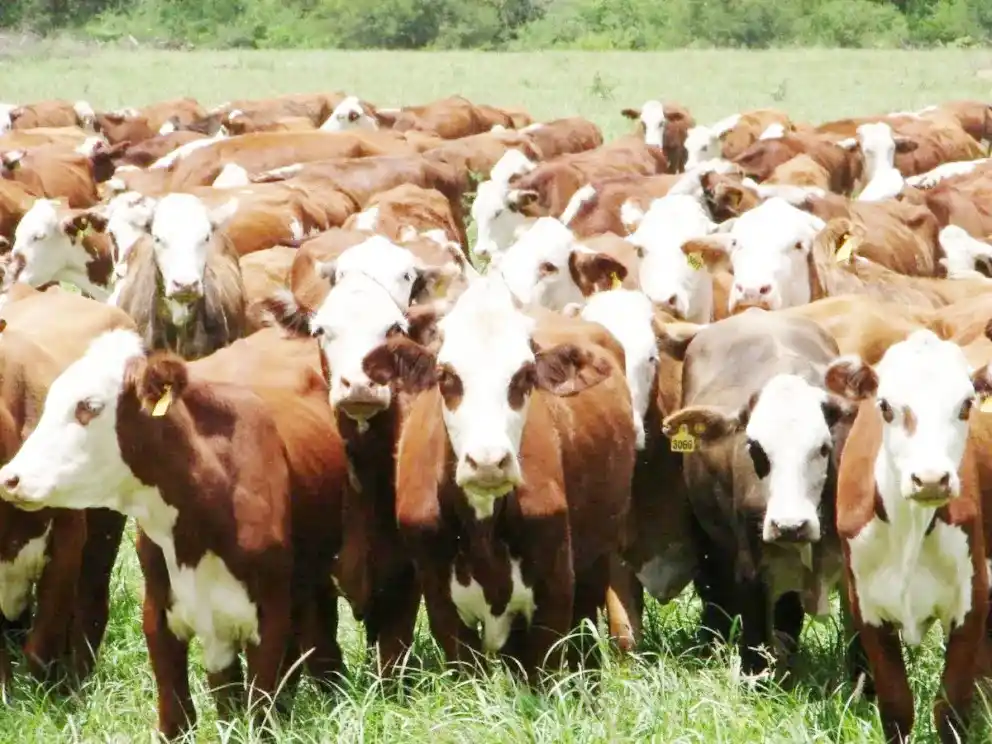 La ganadería entrerriana tuvo una mejora en sus índices productivos en el último año