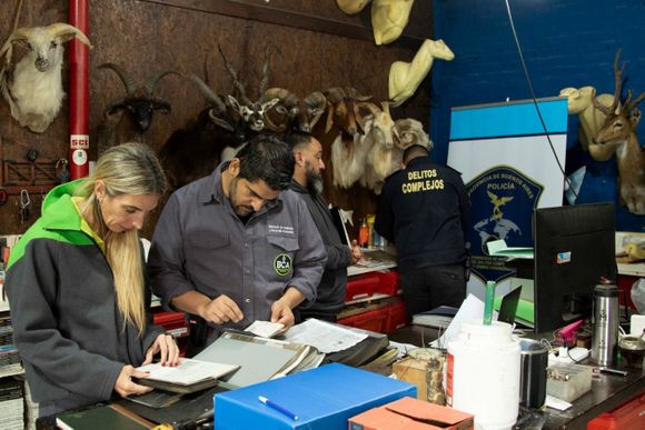 Tras allanamiento en Berazategui: Encontraron animales exóticos embalsamados