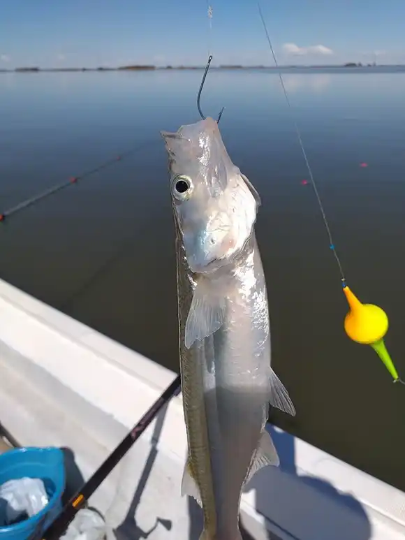 Este jueves, 1° de septiembre, comienza la veda del pejerrey en la Provincia