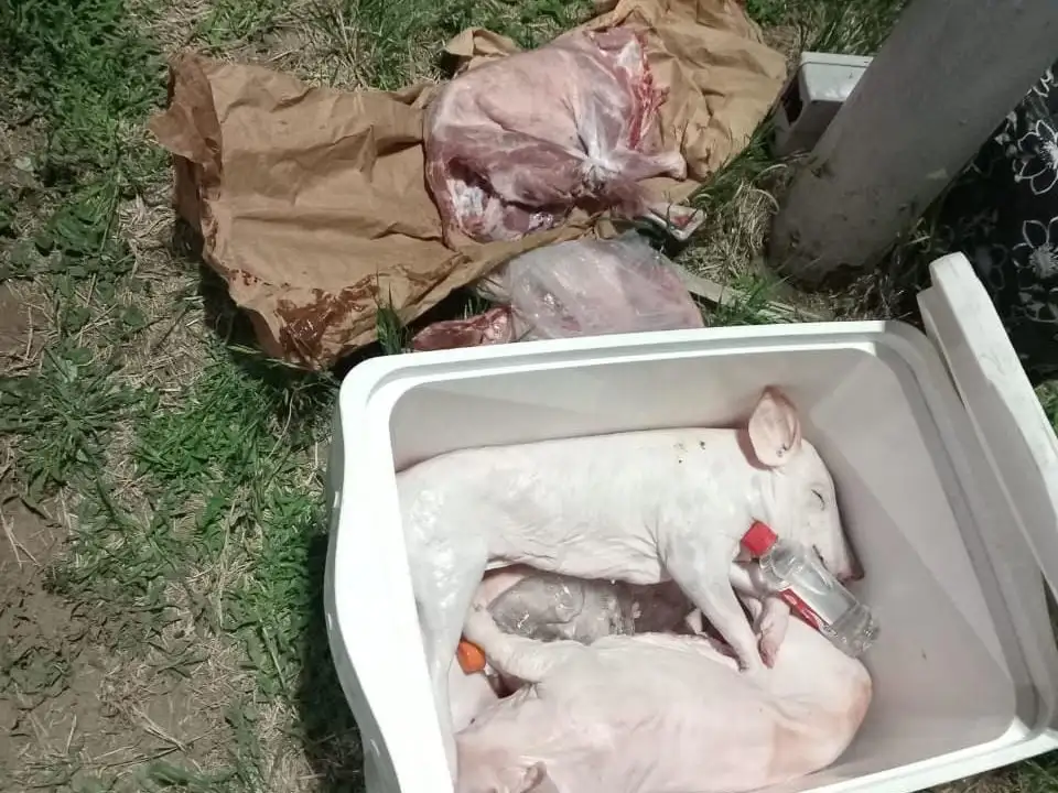 Arrufó: secuestraron más de 20 animales faenados en un colectivo durante un control policial - 2