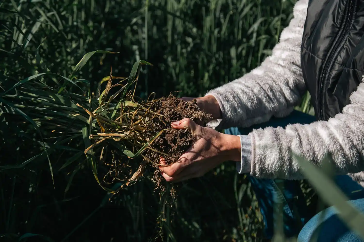 “ARC”, el nuevo sello de Aapresid para certificar la agricultura regenerativa