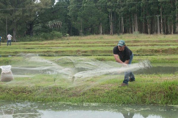La piscicultura: un sistema experimental de producción