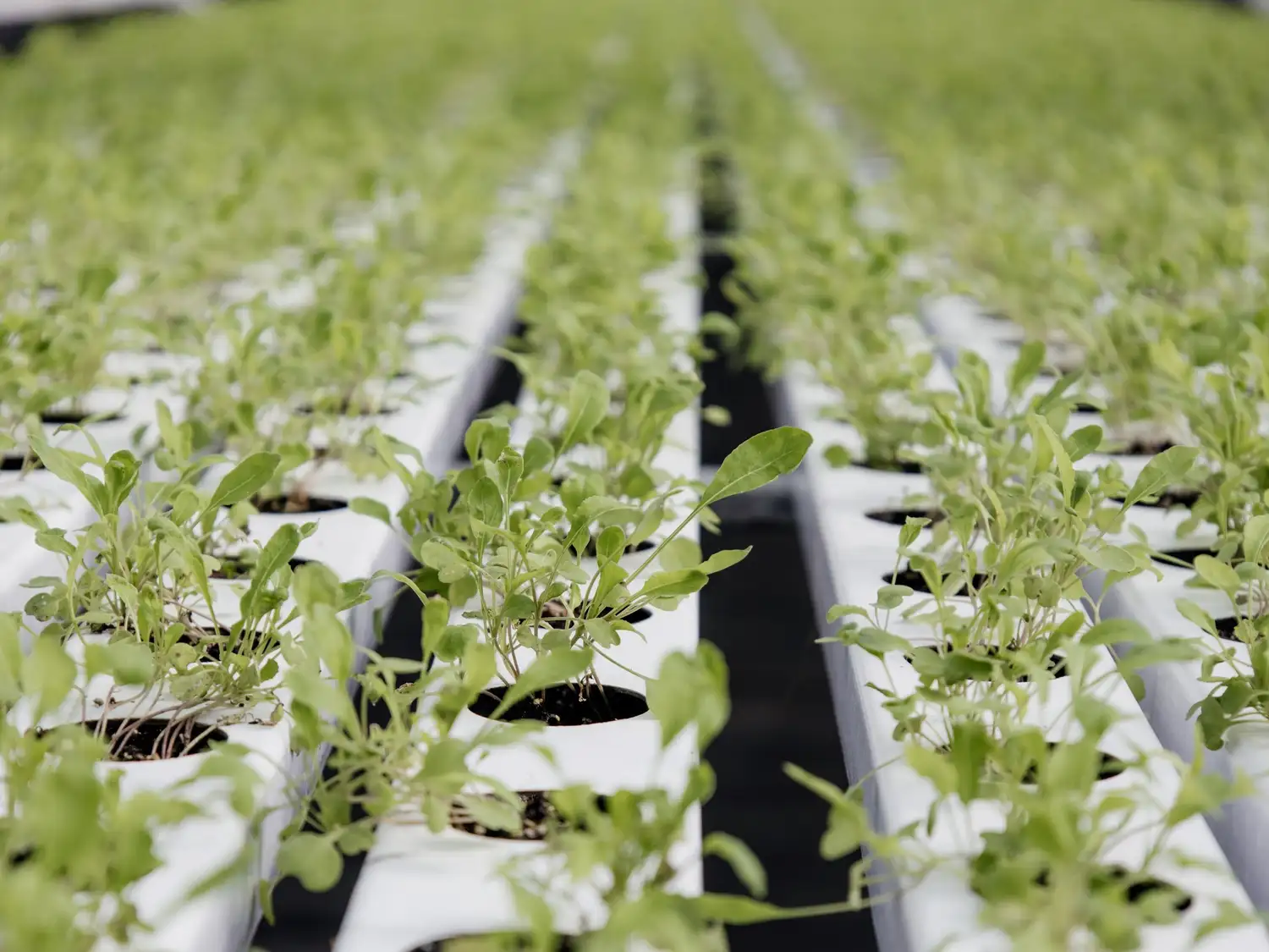 Este sistema de cultivo, que prescinde del suelo y utiliza soluciones nutritivas en agua, permite optimizar recursos clave como el agua.