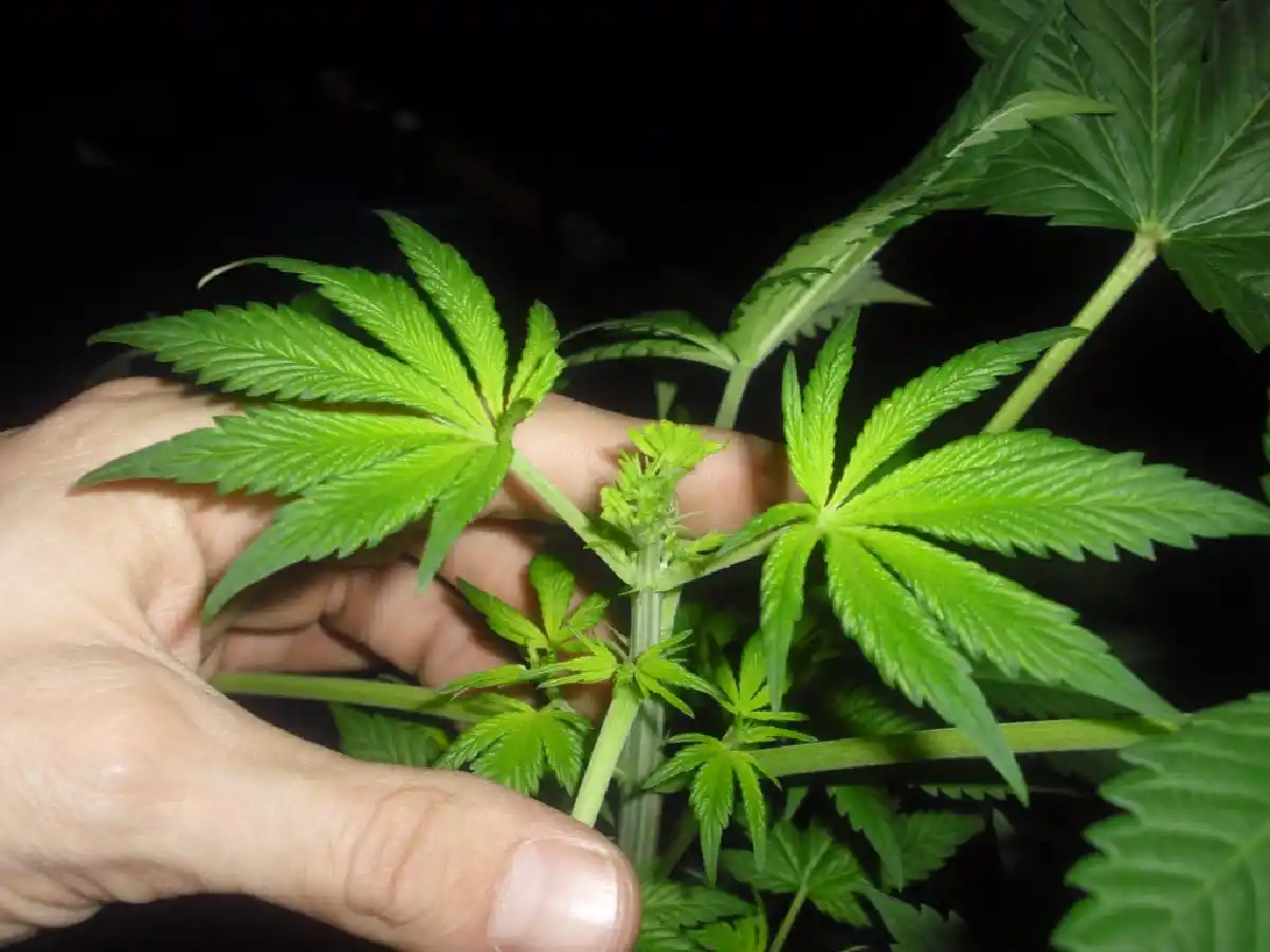 Detenido por supuesta venta de droga en barrio Jardín