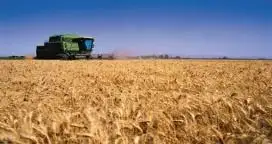Aseguran que por los excesos de agua habrá 230.000 ha menos de trigo