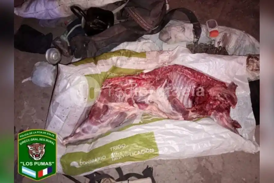 Caza irregular: “Los Pumas” hallaron restos en un chancho cimarrón en el baúl de un auto