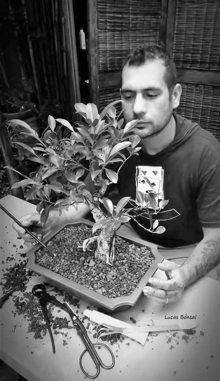 lucas cepeda bonsai - 2