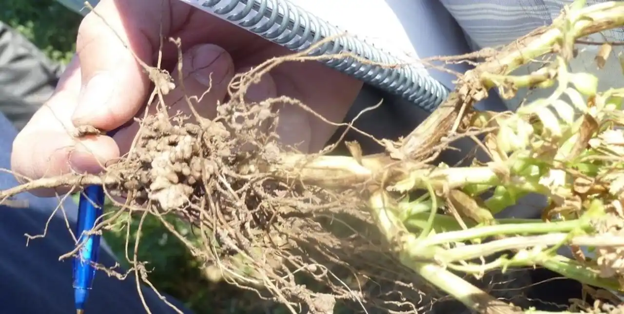 Otra “víctima” de la sequía: problemas para el sector legumbrero santafesino