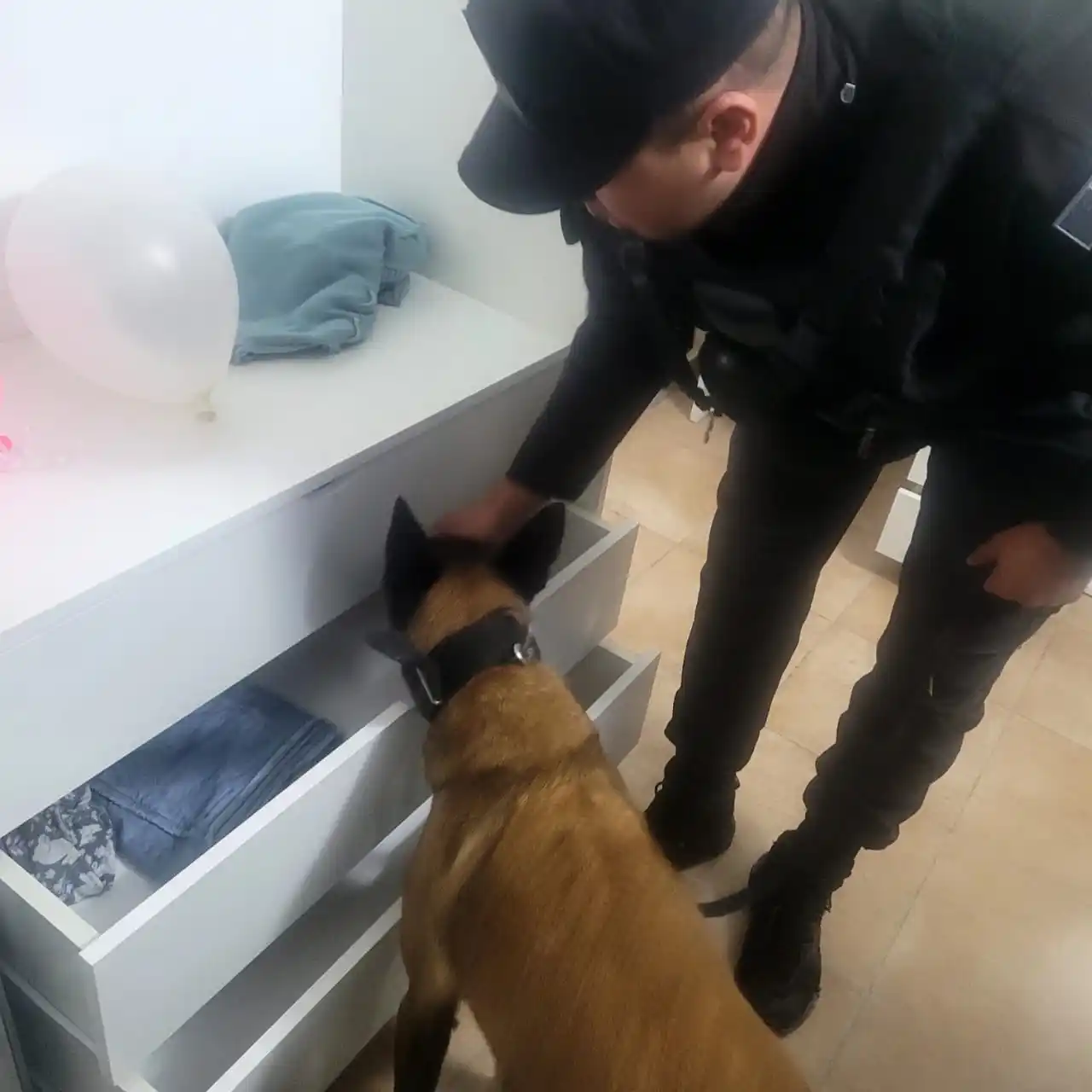 perros división canes caso zamir