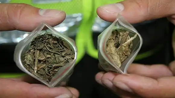 Congreso colombiano archiva ley que regulaba consumo recreativo de la marihuana