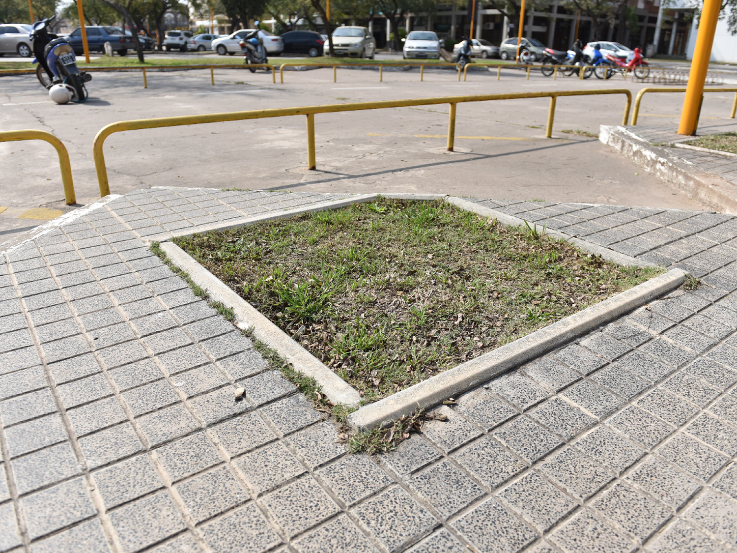 Amad pidió que por dos años no se saque ningún árbol y crear otro jardín botánico 